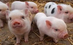 Nằm mơ thấy lợn có ý nghĩa gì? Lợn là số mấy?
