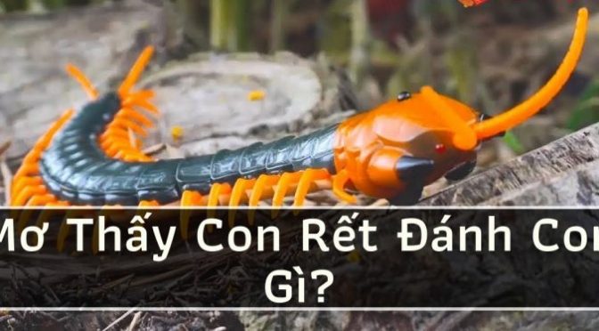 Ngủ mơ thấy rết có điềm báo gì? Rết là số mấy?