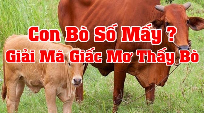 Mơ thấy con bò đánh con gì? bò là số mấy?