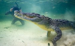 Mơ thấy cá sấu nên đánh con gì? Giải mã giấc mơ thấy cá sấu