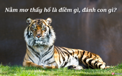 Nằm mơ thấy hổ là điềm báo gì? Hổ là số mấy?