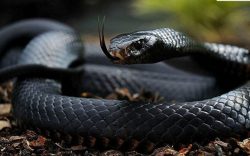 Ngủ mơ thấy rắn đen nên đánh con gì?