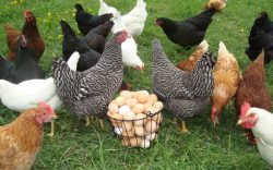 Nằm mơ thấy gà đẻ trứng đánh con gì? Giải mã giấc mơ thấy gà đẻ trứng