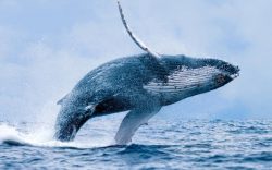 Nằm mơ thấy cá voi nên đánh con gì? Giải mã giấc mơ thấy cá voi