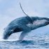 Nằm mơ thấy cá voi nên đánh con gì? Giải mã giấc mơ thấy cá voi
