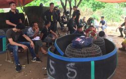 Bắc Giang: Phát hiện hàng chục đối tượng tham gia đá gà ăn tiền