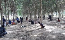 Triệt xóa sòng tài xỉu giữa rừng cao su tại Tây Ninh