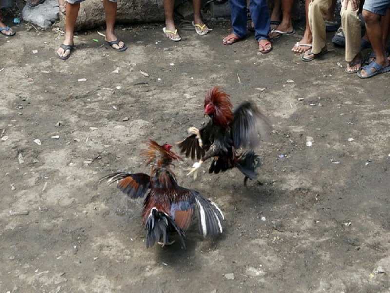 Cảnh sát Philippines đã mất mạng khi triệt xóa trường gà quy mô lớn