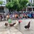 Bắt giữ 28 đối tượng đá gà ăn tiền tại An Giang