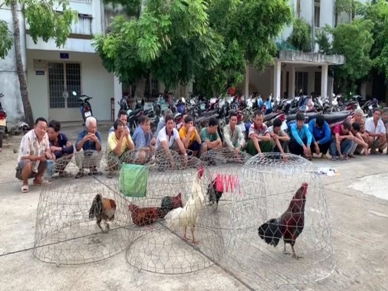 Bắt giữ 28 đối tượng đá gà ăn tiền tại An Giang