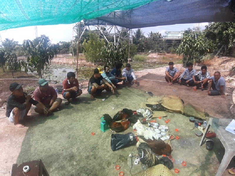 Triệt phá 2 tụ điểm tham gia đá gà ăn tiền tại tỉnh Đồng Tháp