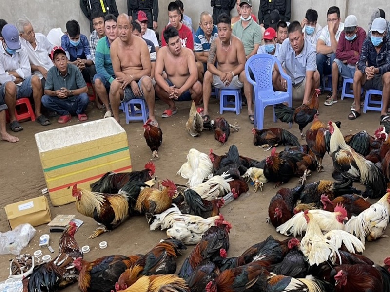 Bắt giữ 89 con bạc trong 2 "sới gà" lớn tại Tiền Giang