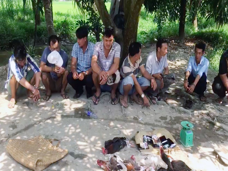 Bắt giữ 91 đối tượng trong 2 trường gà tại tỉnh Tiền Giang