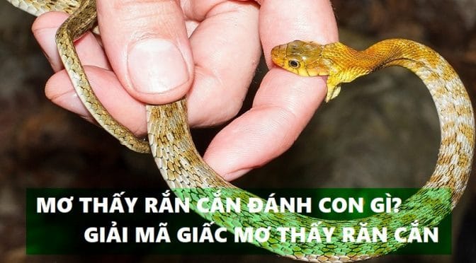 Mơ thấy rắn đánh con gì