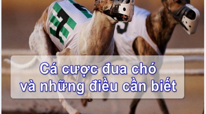 Hướng dẫn cá cược đua chó trực tuyến chi tiết từ A-Z