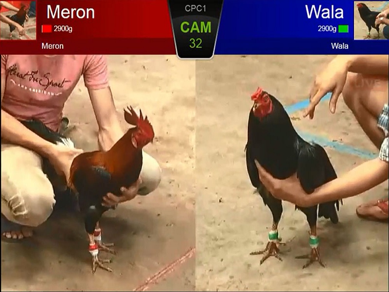 Meron là gì? Wala là gì? Các thuật ngữ phổ biến trong đá gà online