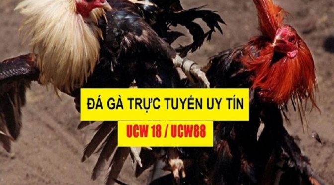 Tổng hợp các nhà cái đá gà lừa đảo cần tránh xa